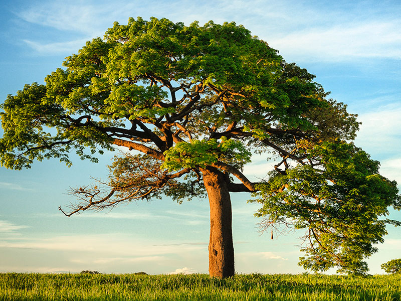 Cumplimiento Ambiental